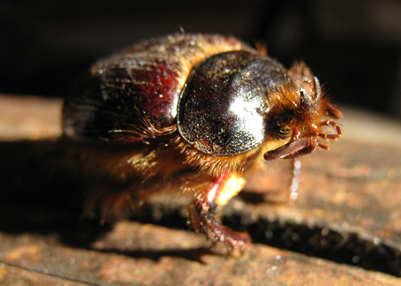 Rain Beetle: All You Need to Know About These Unique Insects - What's ...