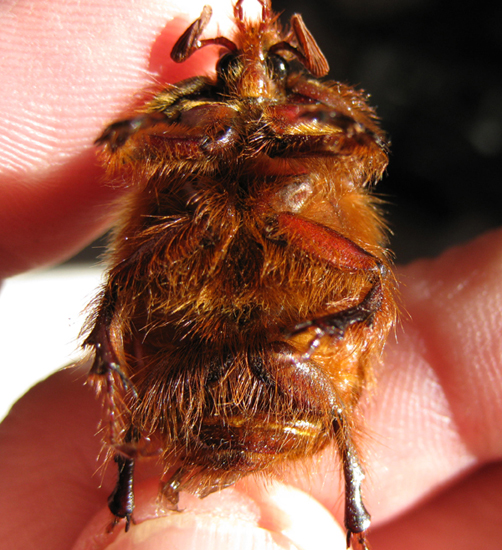 Rain Beetle: All You Need to Know About These Unique Insects - What's ...