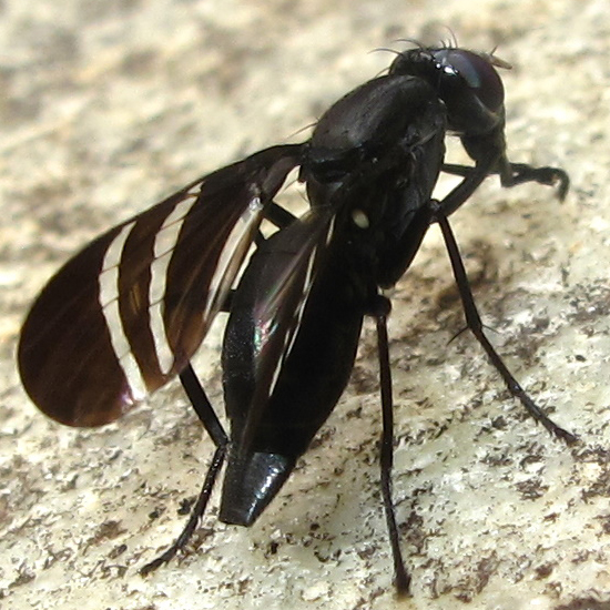 Picture Winged Fly Facts: Unveiling the Tiny Insect's World - What's ...