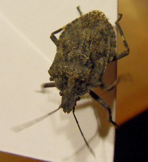 Tree Stink Bug What's That Bug?