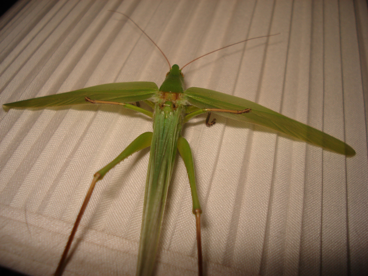 Common Conehead Katydid What's That Bug?