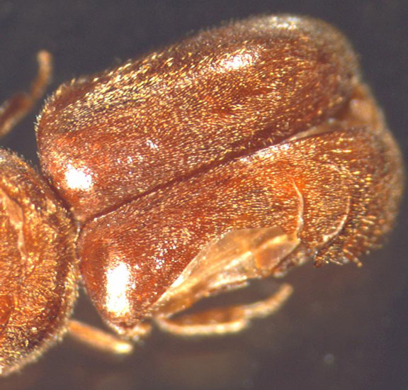 Possibly Cigarette Beetles What's That Bug?