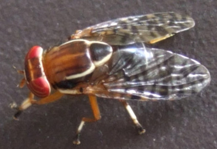 Do Fruit Flies Lay Eggs? Uncovering The Truth Behind Their Reproduction