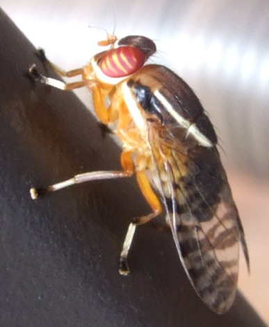 Do Fruit Flies Lay Eggs? Uncovering The Truth Behind Their Reproduction