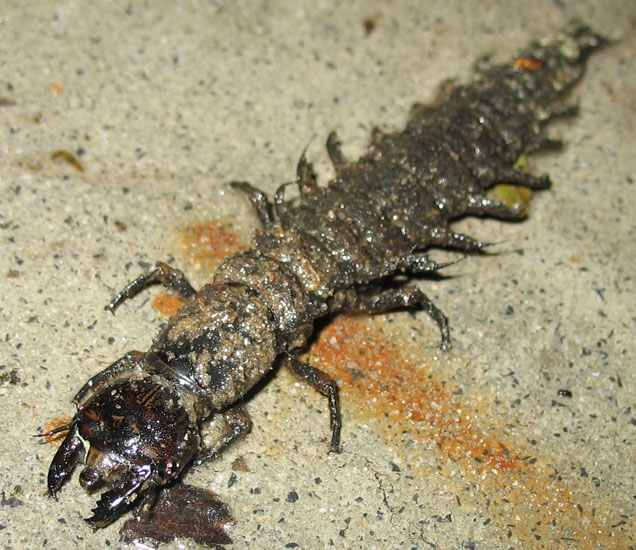 live hellgrammites for sale online