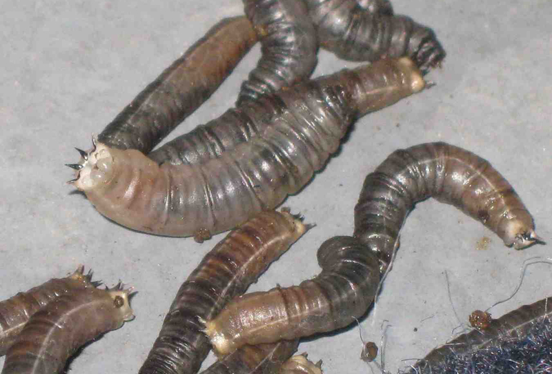 Leather Jackets evacuated in the rain - What's That Bug?