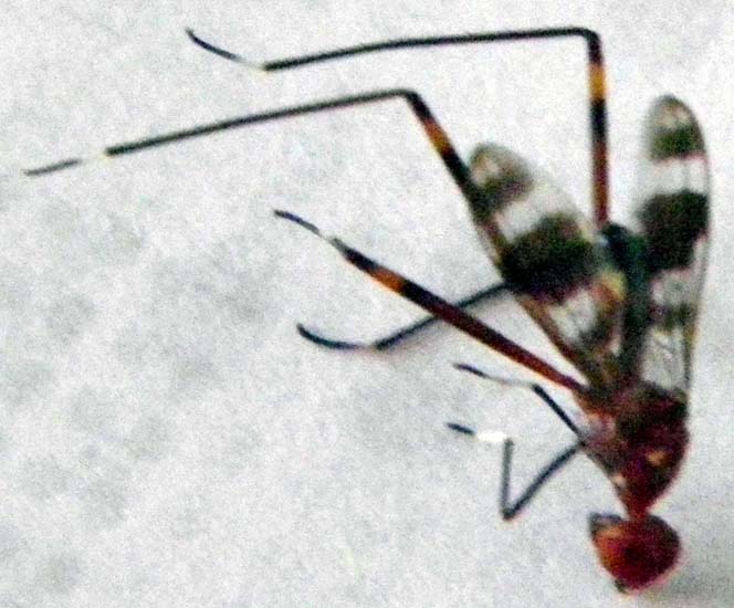 Harmless Stilt Legged Fly killed and accused of biting in US Virgin