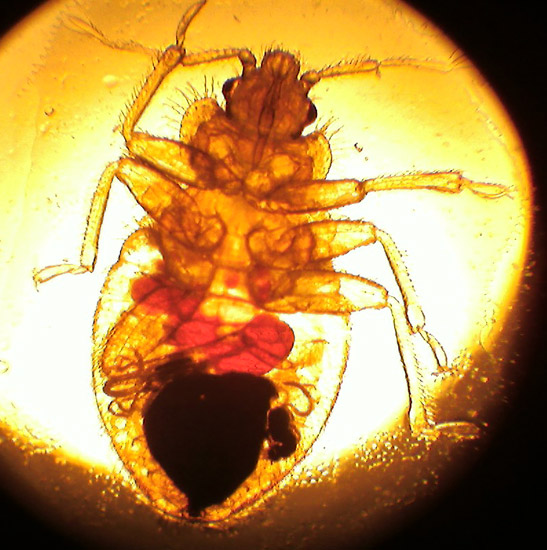 Swallow Bug (or Bat Bug or Bed Bug) What's That Bug?