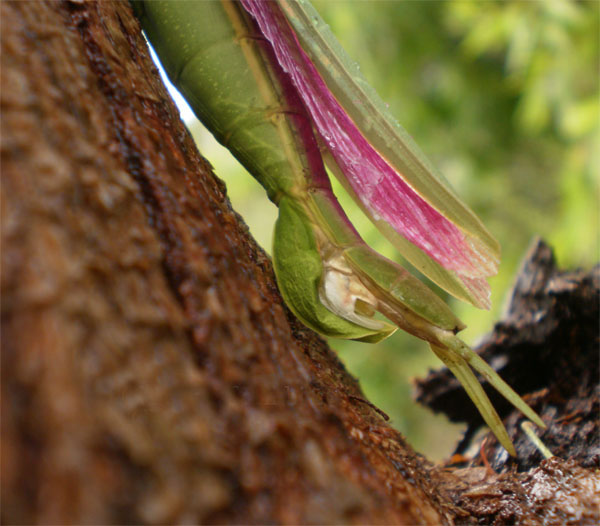 Pink Winged Stick Insect from Australia What's That Bug?