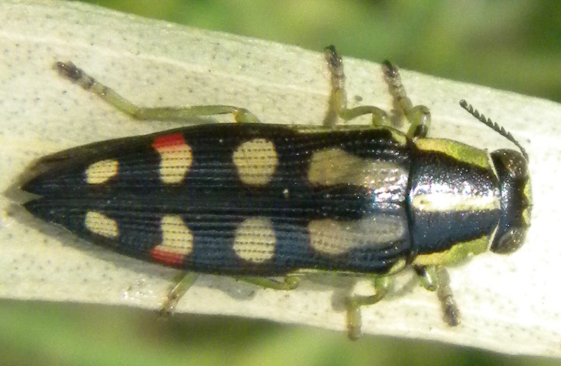 Jewel Beetle from Australia Diadoxus erythrurus What's That Bug?