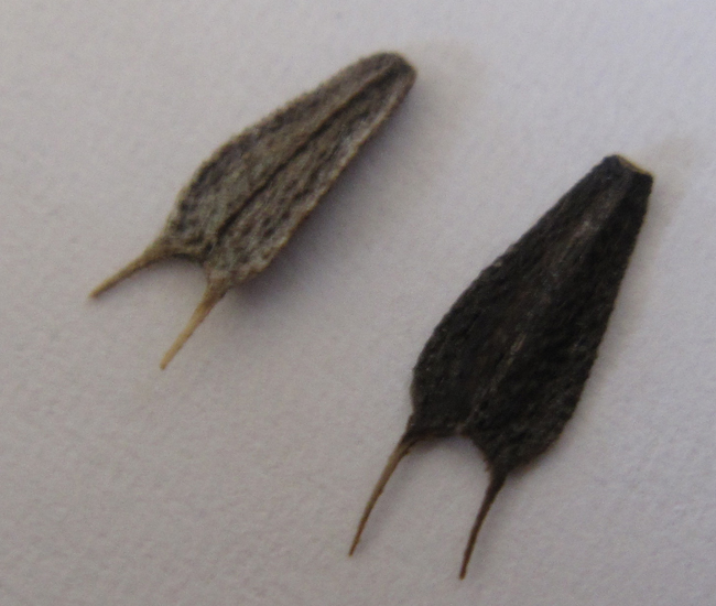 Not Bugs, but Plant Seeds called Beggar's Ticks What's That Bug?