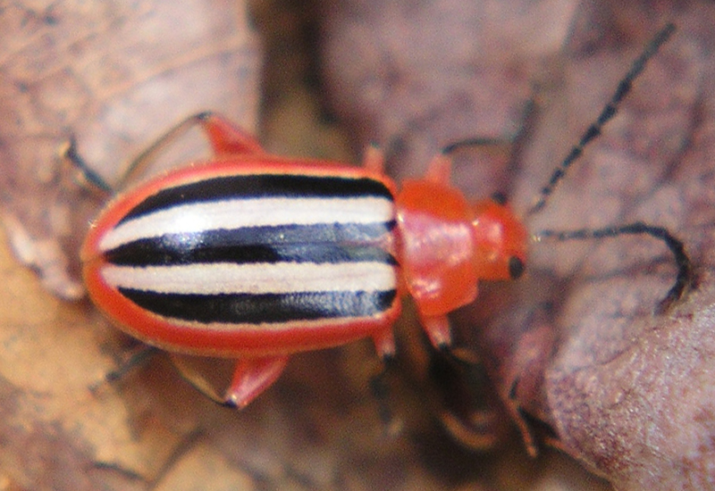 Do Ladybugs Eat Flea Beetles? Discover the Surprising Truth What's