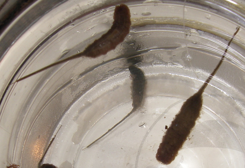 Rat Tailed Maggots eaten by Trout What's That Bug?