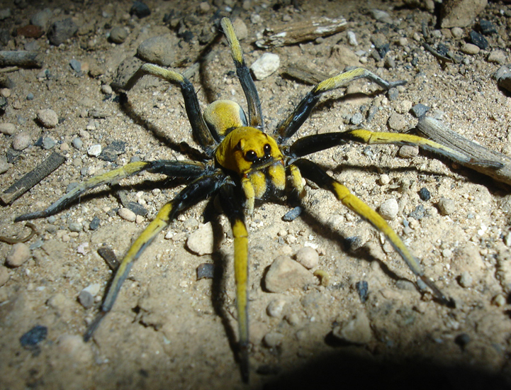 Desert Wolf Spider from Australia - What's That Bug?