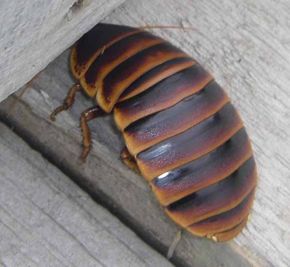 Cape Mountain Cockroach from South Africa What's That Bug?