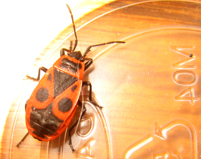 New Invasive Exotic Species Firebug found in Utah!!! What's That Bug?