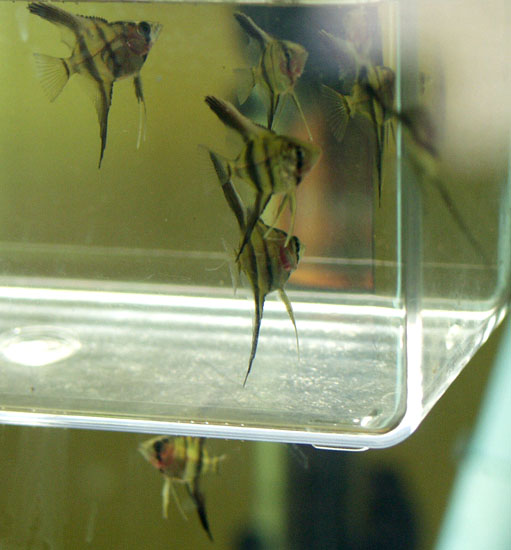 Aquarium Update Moving Fry What's That Bug?