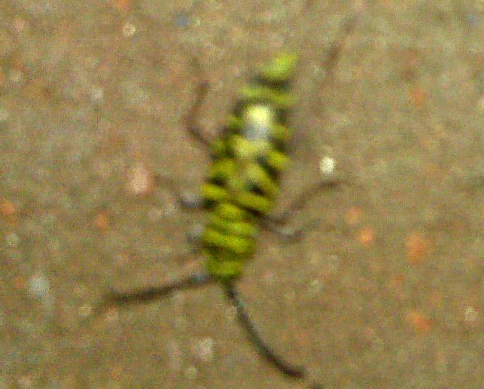 Control Locust Borers Top Solutions for Eradication