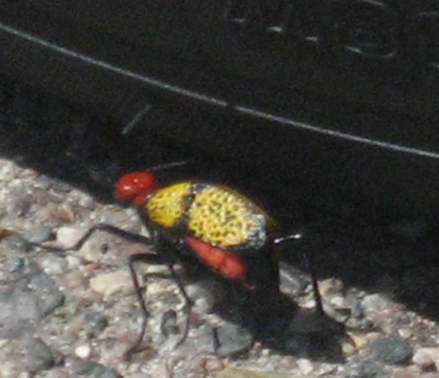 Iron Cross Blister Beetle What's That Bug?