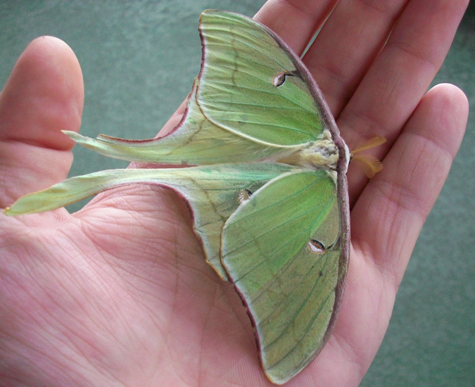 Luna Moth What's That Bug?