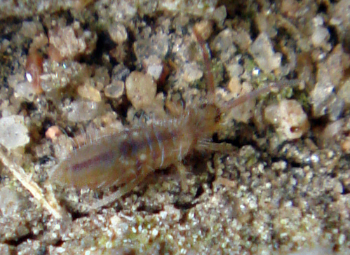 Springtails - What's That Bug?