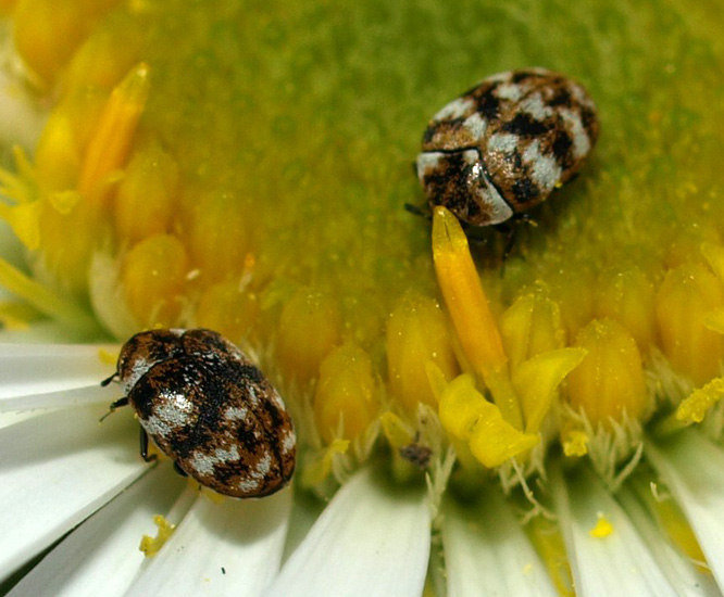 Varied Carpet Beetles What's That Bug?