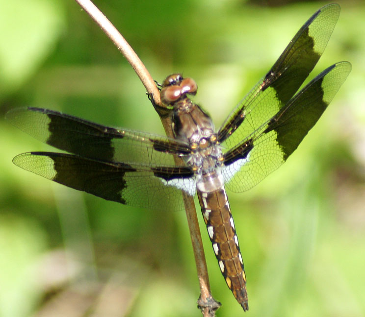 Do Dragonflies Bite? Debunking Myths and Facts What's That Bug?
