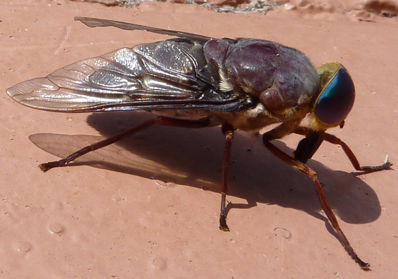 9996 Greenhead Horse Fly What's That Bug?