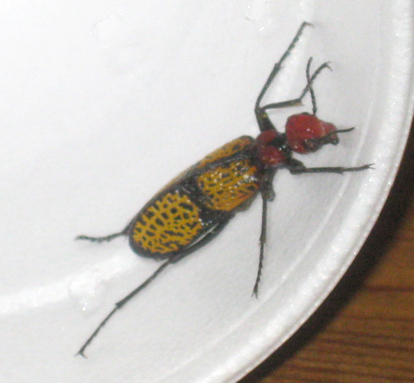 Iron Cross Blister Beetle What's That Bug?
