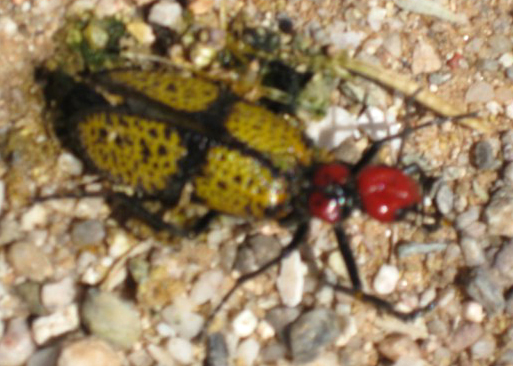Iron Cross Blister Beetle What s That Bug 