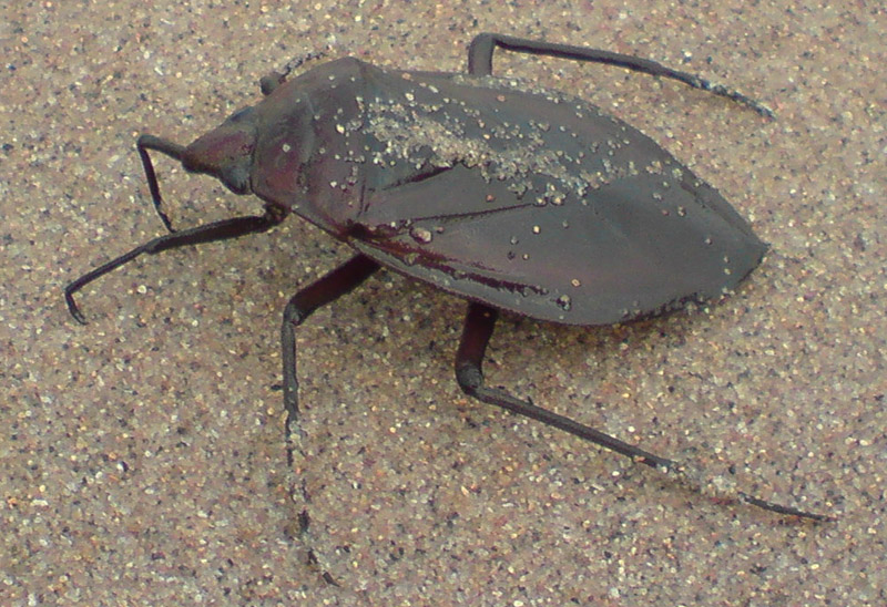 Mystery Unknown Water Bug from South Africa What's That Bug?