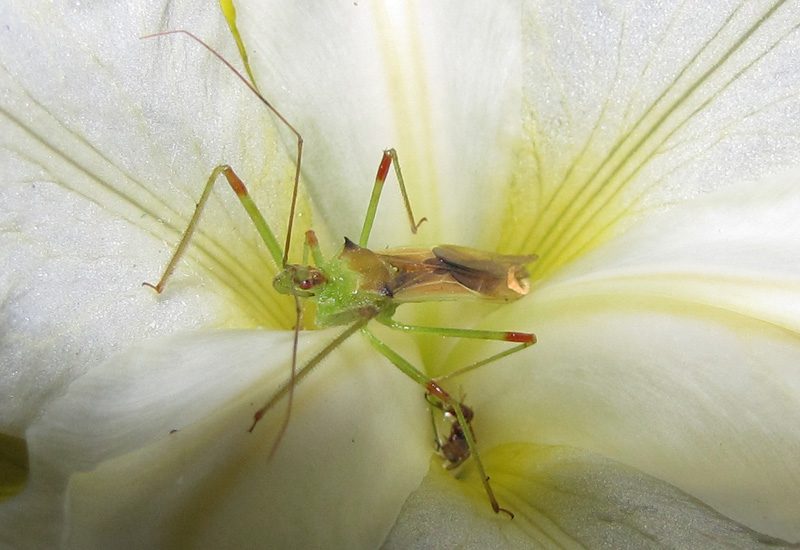 Where Do Assassin Bugs Live? Explained What's That Bug?