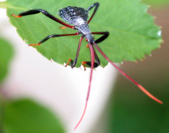Acandle Insect Acanthocephala (bug) - Alchetron, The Free Social Encyclopedia