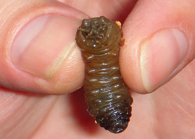 Unknown Aquatic Larva A Cranefly Larva What s That Bug 