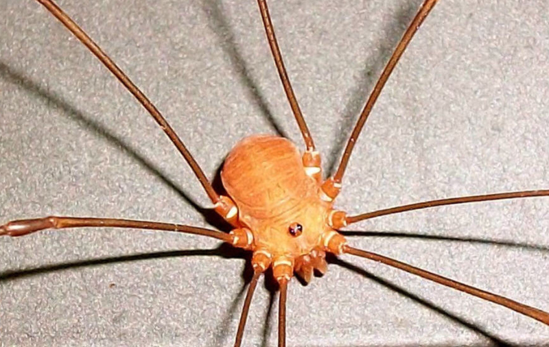 Do Daddy Long Legs Eat Other Spiders? Find Out The Surprising Truth! What