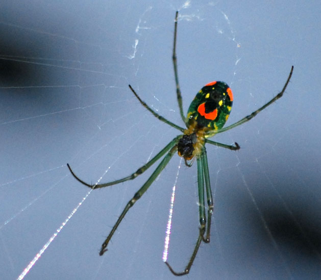 Orchard Spider What's That Bug?