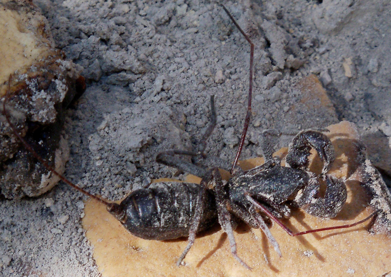 Giant Vinegaroon What's That Bug?