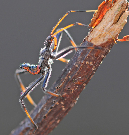 What Do Wheel Bugs Eat A Handy Guide to Their Diet What's That Bug?
