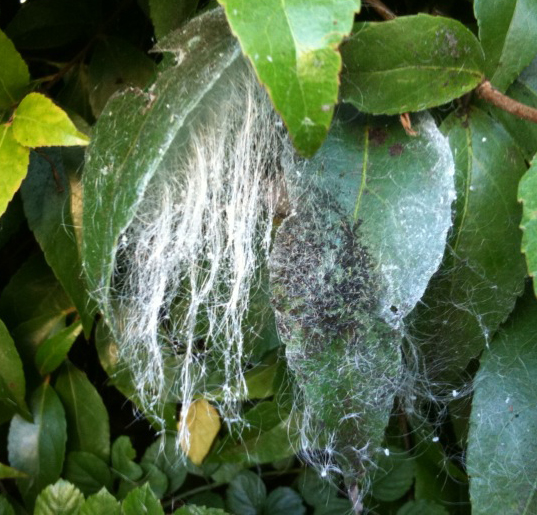 Whiteflies Archives What�s That Bug?