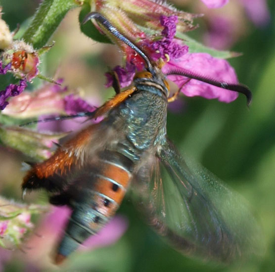 Squash Vine Borer What's That Bug?