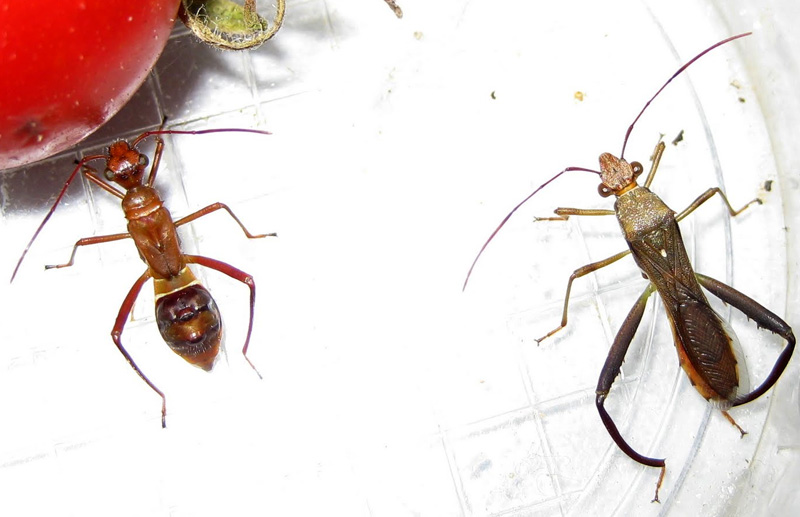 Texas Bow-Legged Bug - What's That Bug?