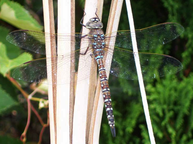Mosaic Darner What's That Bug?