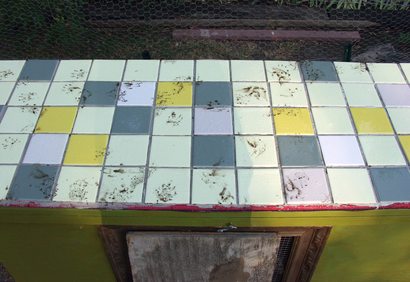 Raccoon Leaves Muddy Tracks on Chicken Coop!!!! What's That Bug?