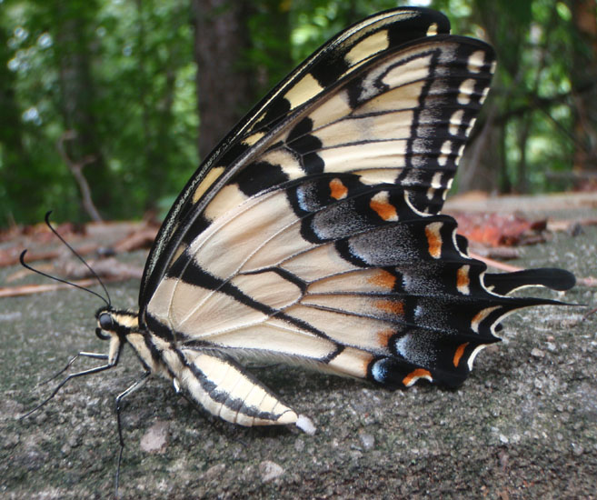 Tiger Swallowtail What s That Bug 