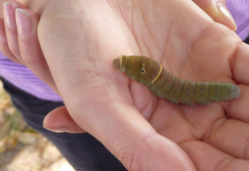 Swallowtail Caterpillar Two Tailed Swallowtail Or Western Tiger 