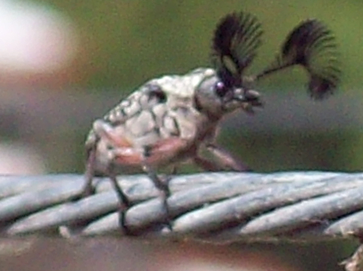Feather Horned Beetle from Australia What's That Bug?
