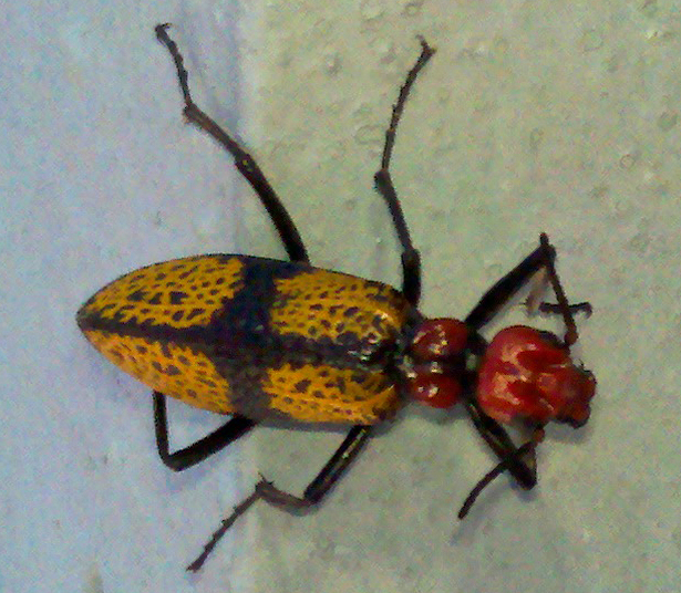 Iron Cross Blister Beetle What's That Bug?