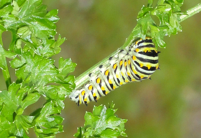 What Do Black Swallowtail Caterpillars Eat A Quick Guide for Curious