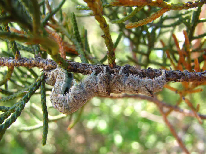 Are Large Yellow Underwing Caterpillar Poisonous? What's That Bug?