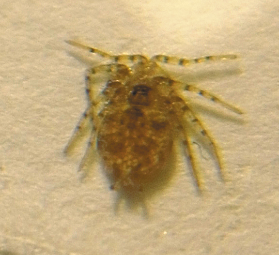 What Eats Mites Tiny Predators Explained What's That Bug?